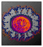 Talorid.gif