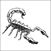 Giant scorpion